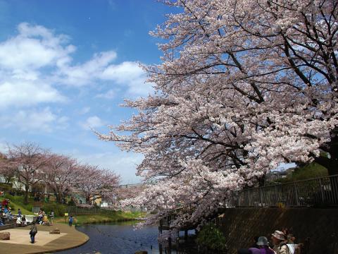 （桜：岸根公園）