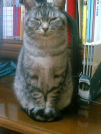 ほとけねこ