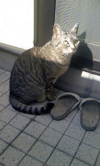 ベランダで