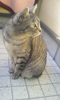 横向き