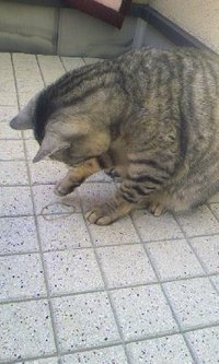 輪ゴム