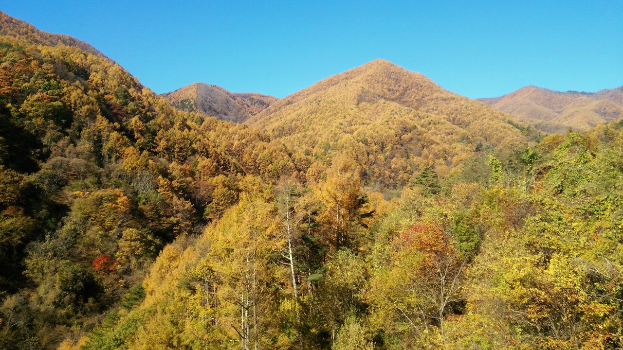 阿寺渓谷と柿其渓谷 紅葉の様子 関東から来て関西を知るブログ 旧 信州絶景 すぐ行ける眺望ドライブ 阿寺渓谷と柿其渓谷 紅葉の様子 関東から来て関西を知るブログ 旧 信州絶景 すぐ行ける眺望ドライブ