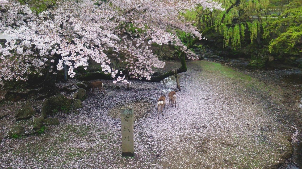 散った桜で美しい奈良公園 関東から来て関西を知るブログ 旧 信州絶景 すぐ行ける眺望ドライブ 散った桜で美しい奈良公園 関東から来て関西を知るブログ 旧 信州絶景 すぐ行ける眺望ドライブ