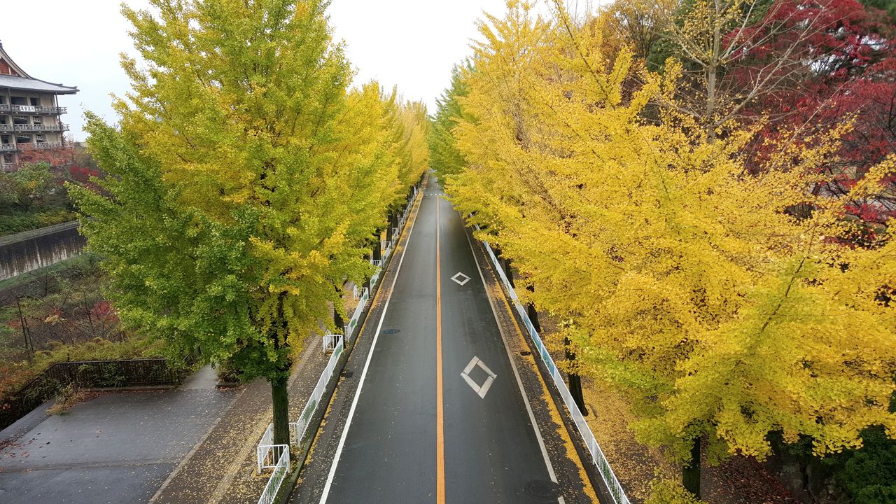 紅葉 天理のキレイな並木 奈良近況 関東から来て関西を知るブログ 旧 信州絶景 すぐ行ける眺望ドライブ