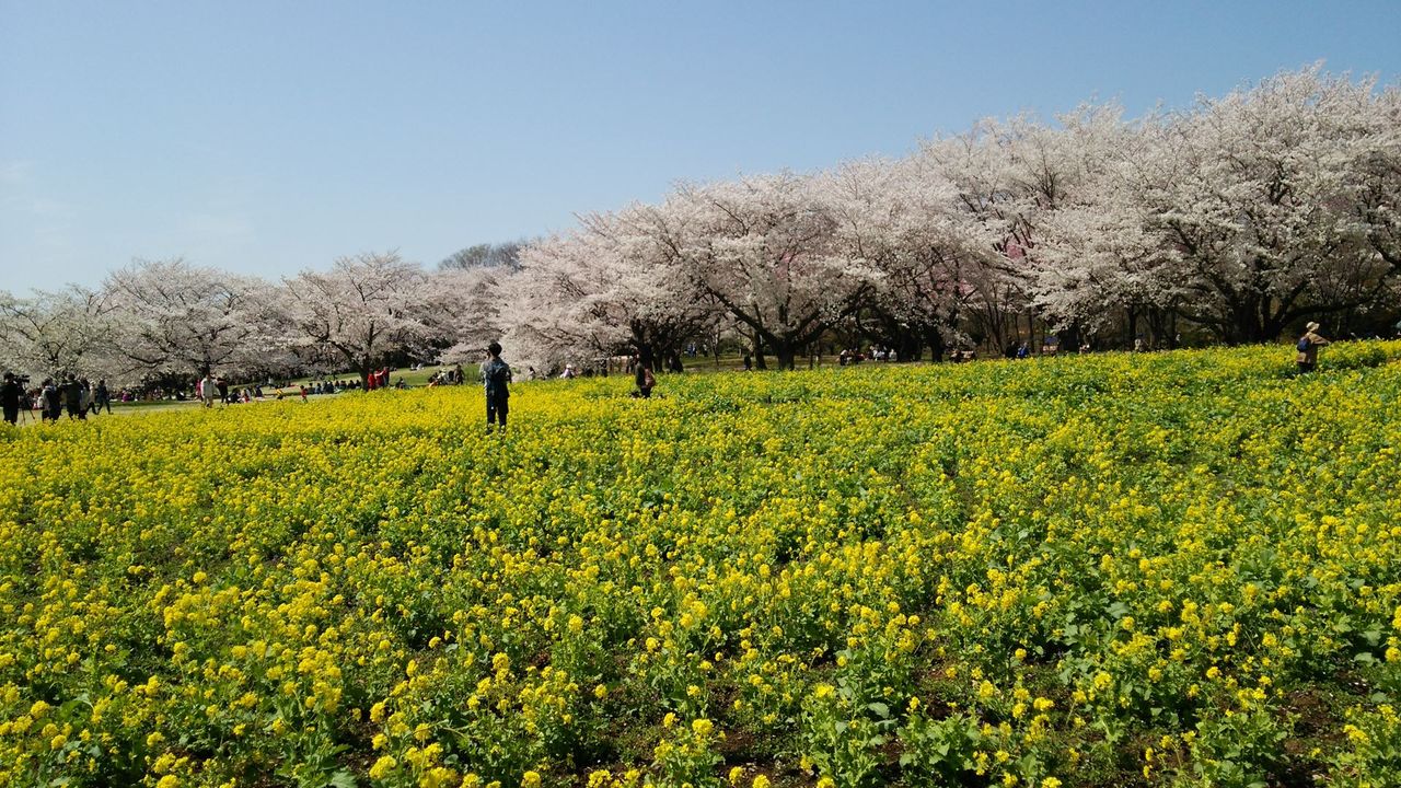 番外 昭和記念公園 桜 菜の花 見頃です 関東から来て関西を知るブログ 旧 信州絶景 すぐ行ける眺望ドライブ 番外 昭和記念公園 桜 菜の花 見頃です 関東から来て関西を知るブログ 旧 信州絶景 すぐ行ける眺望ドライブ