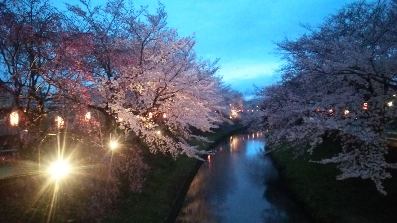 奈良 佐保川 満開で夜桜も 関東から来て関西を知るブログ 旧 信州絶景 すぐ行ける眺望ドライブ 奈良 佐保川 満開で夜桜も 関東から来て関西を知るブログ 旧 信州絶景 すぐ行ける眺望ドライブ
