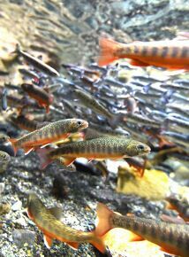 11e11d0d8f55f17131c3f01010b942bb