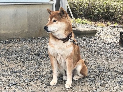 犬の