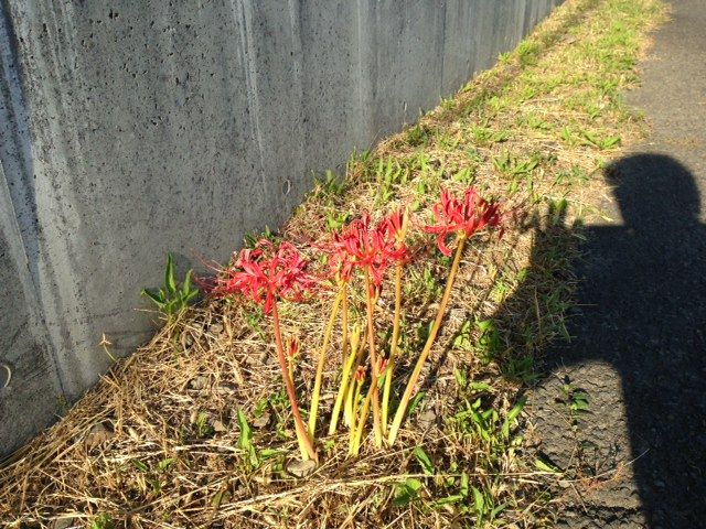 秋の散歩道で み つけたぁ 伸ちゃん日記