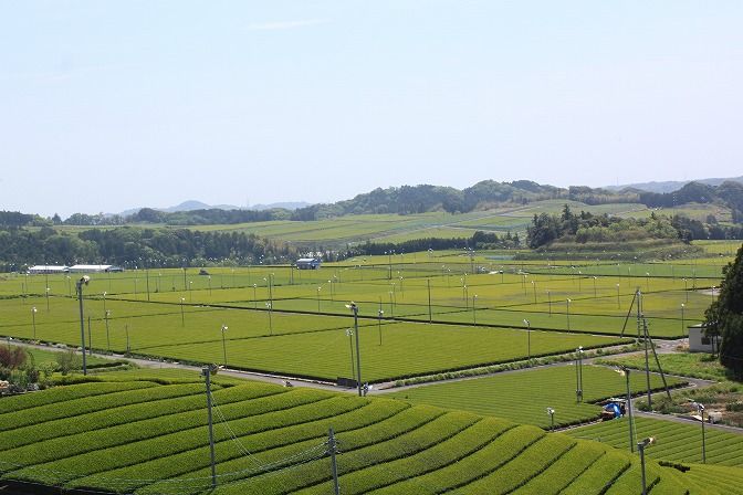 新茶の摘み採り実況中継 伸ちゃん日記
