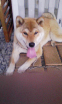 新発見 こち亀 両津犬 伸ちゃん日記