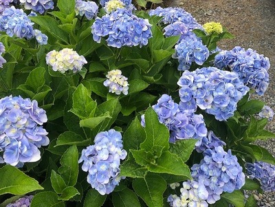 thumbnail_IMG_2067