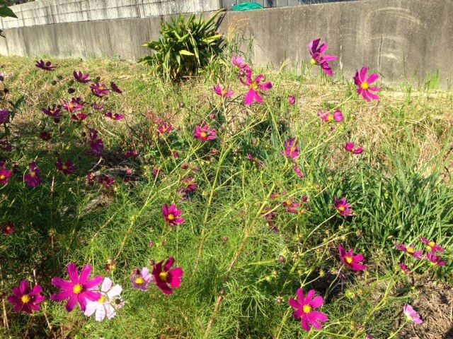 秋の散歩道で み つけたぁ 伸ちゃん日記