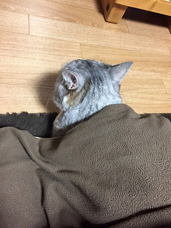 20170129f