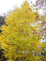 紅葉2