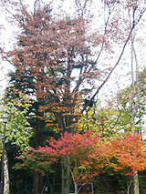 紅葉1