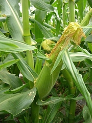 20080705Corn