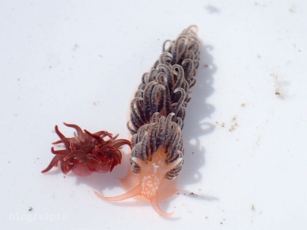 磯でウミウシと間違えやすい生き物 いろんなところで潜りたい