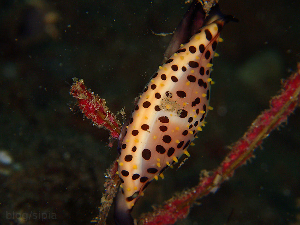 台風後の大瀬崎でダイビング 2本目 湾内 いろんなところで潜りたい