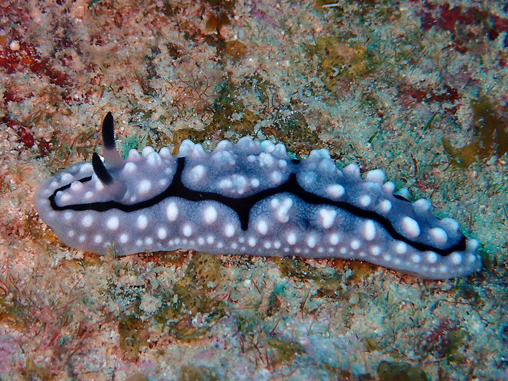 沖縄でウミウシダイビング3本目 西崎アウトリーフ いろんなところで潜りたい