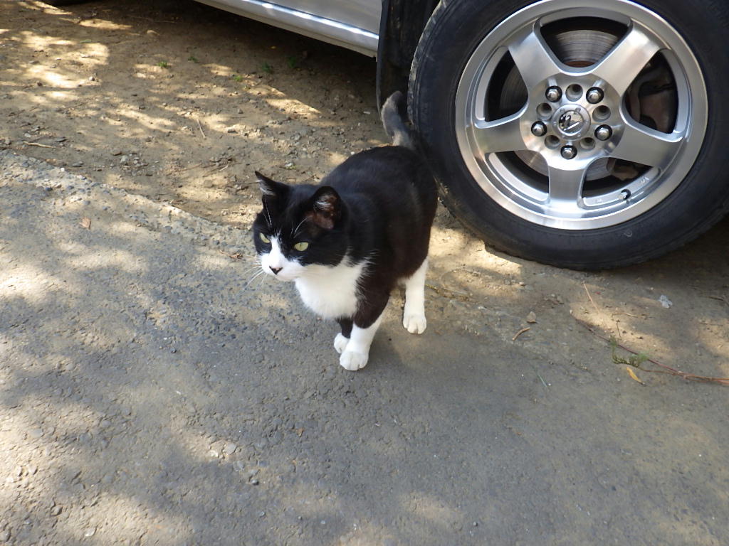 猫屋敷のにゃんこちゃん3匹 しらちゃん日記 猫屋敷のにゃんこちゃん3匹 しらちゃん日記