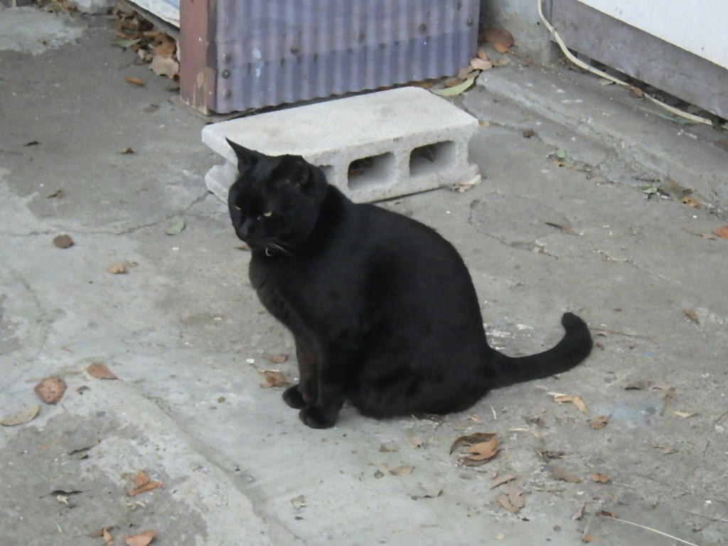 黒猫は黒いなあ しらちゃん日記 黒猫は黒いなあ しらちゃん日記