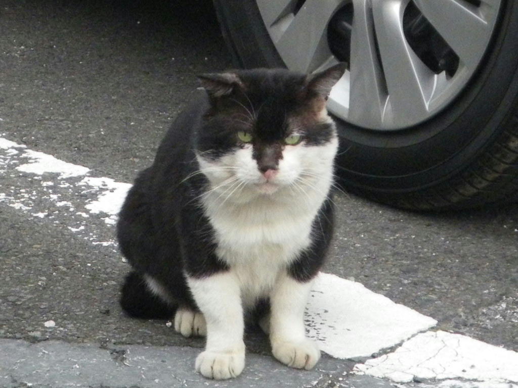 ついに再入荷 にゃんこちゃん様 最新情報 ついに再入荷 にゃんこちゃん様 最新情報