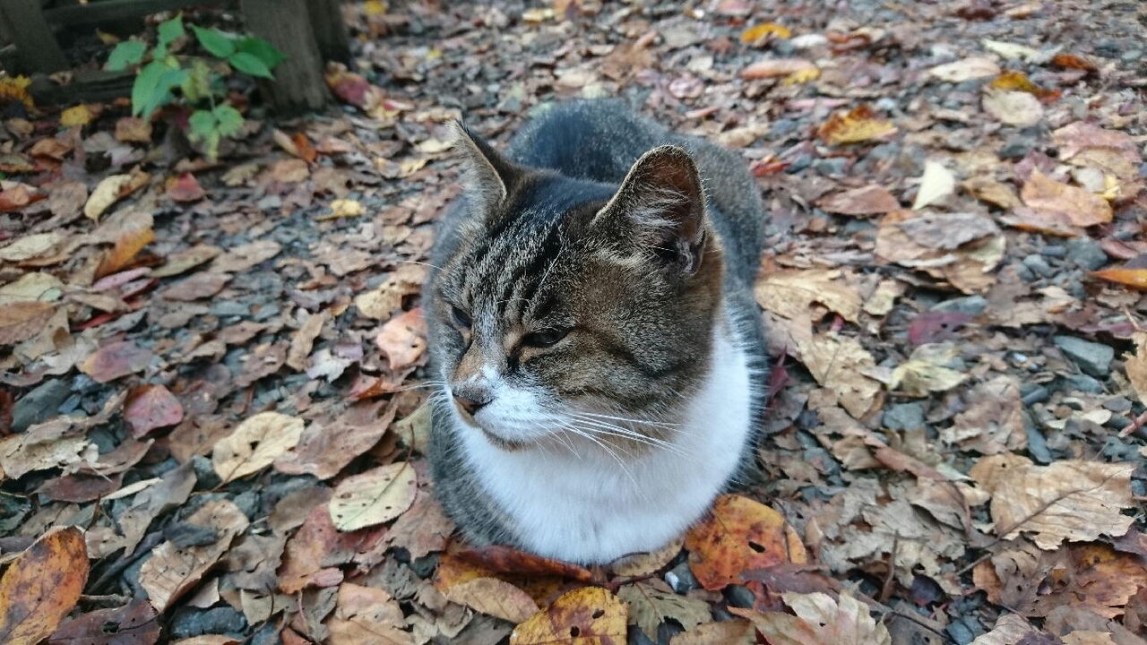 小仏城山とらにゃん物語 しらちゃん日記