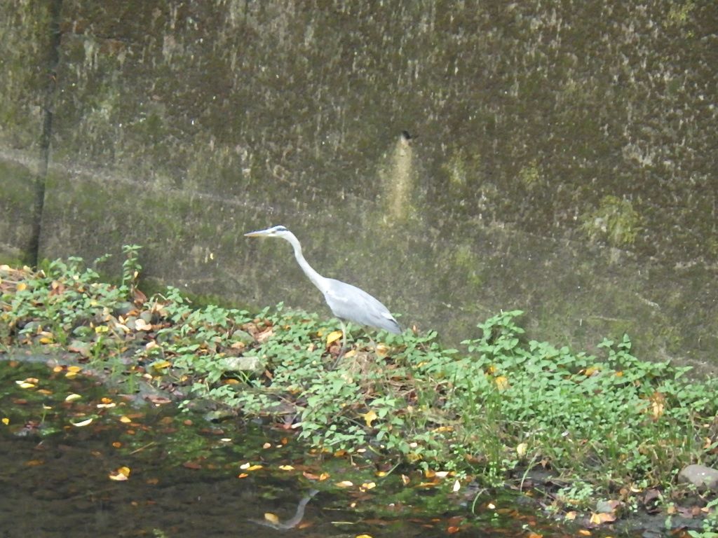 仙川のカワウ しらちゃん日記