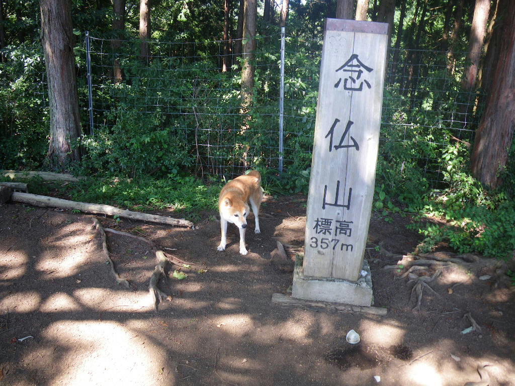な な なぜ 念仏山に犬がいる しらちゃん日記 な な なぜ 念仏山に犬がいる しらちゃん日記