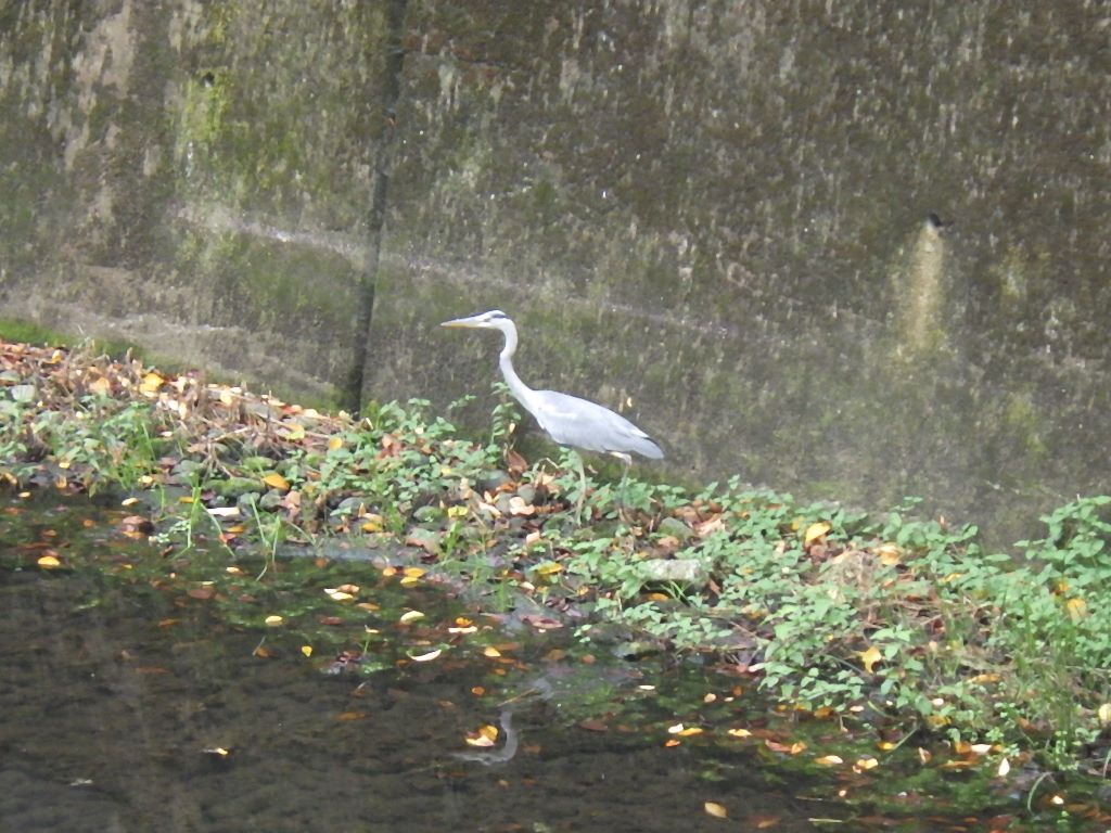 仙川のカワウ しらちゃん日記