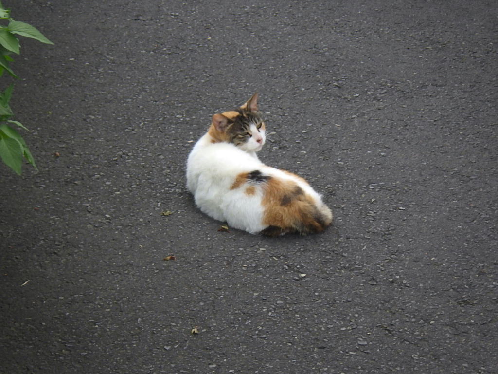見返り美人ネコ しらちゃん日記 見返り美人ネコ しらちゃん日記