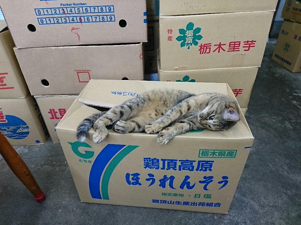 段ボール箱で寝るにゃんこちゃん しらちゃん日記