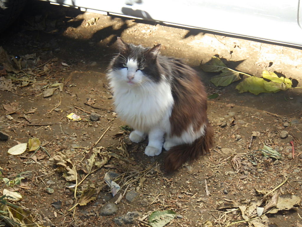 猫屋敷のにゃんこちゃん しらちゃん日記 猫屋敷のにゃんこちゃん しらちゃん日記