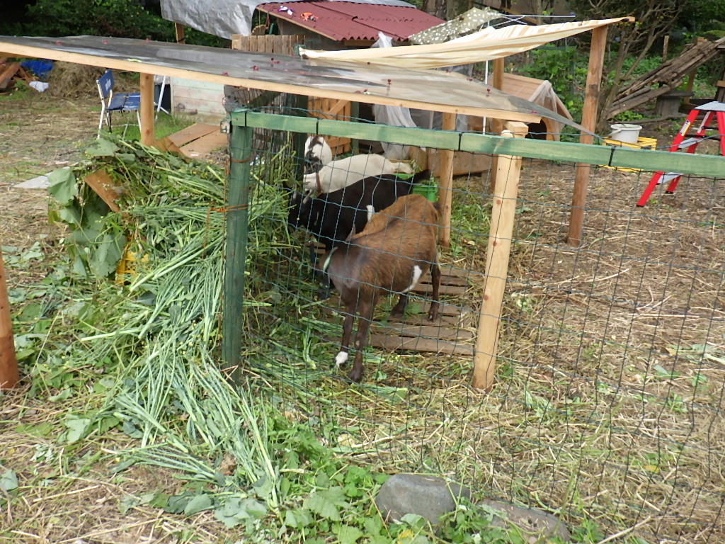 町田市相原の飼いヤギ しらちゃん日記 町田市相原の飼いヤギ しらちゃん日記
