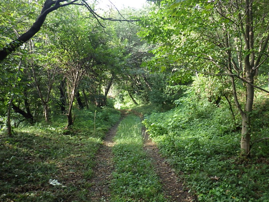 天気が不安定だったのでご近所トレイル 多摩丘陵の一部 しらちゃん日記