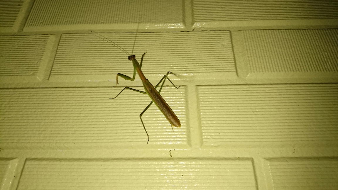 カマキリ飛んで来た しらちゃん日記