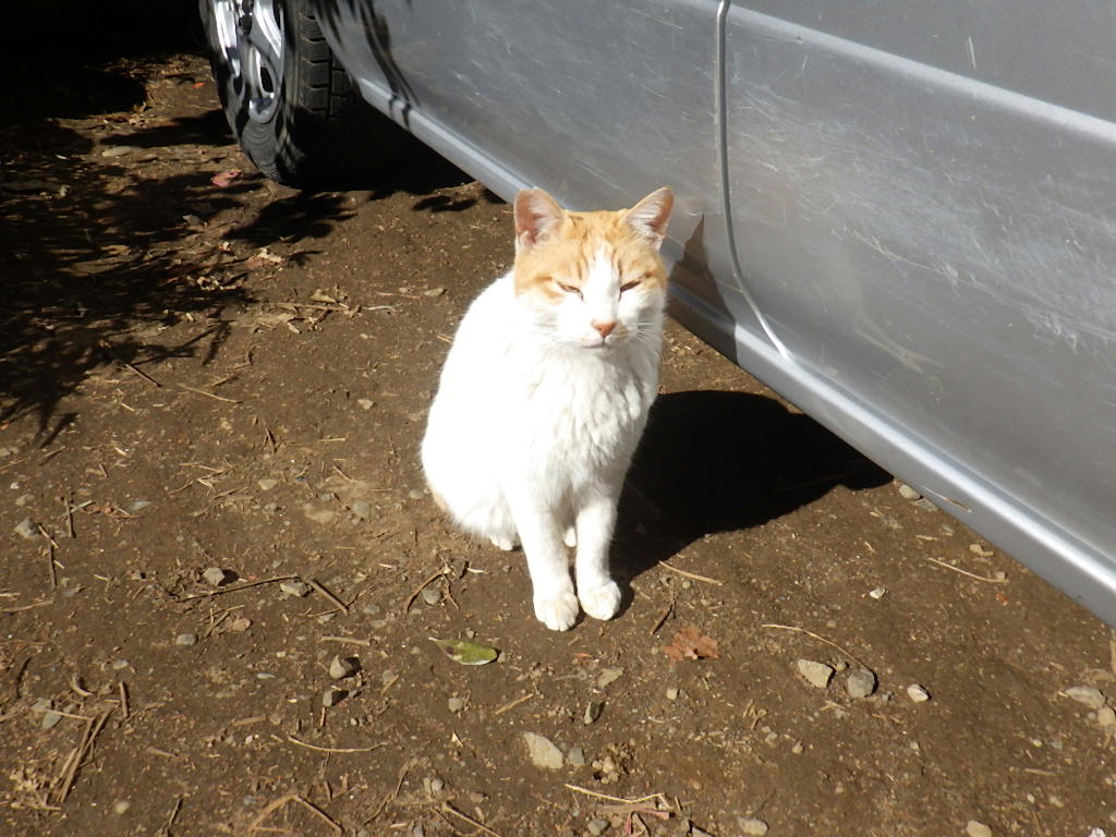 近所のにゃんこちゃんたち しらちゃん日記 近所のにゃんこちゃんたち しらちゃん日記