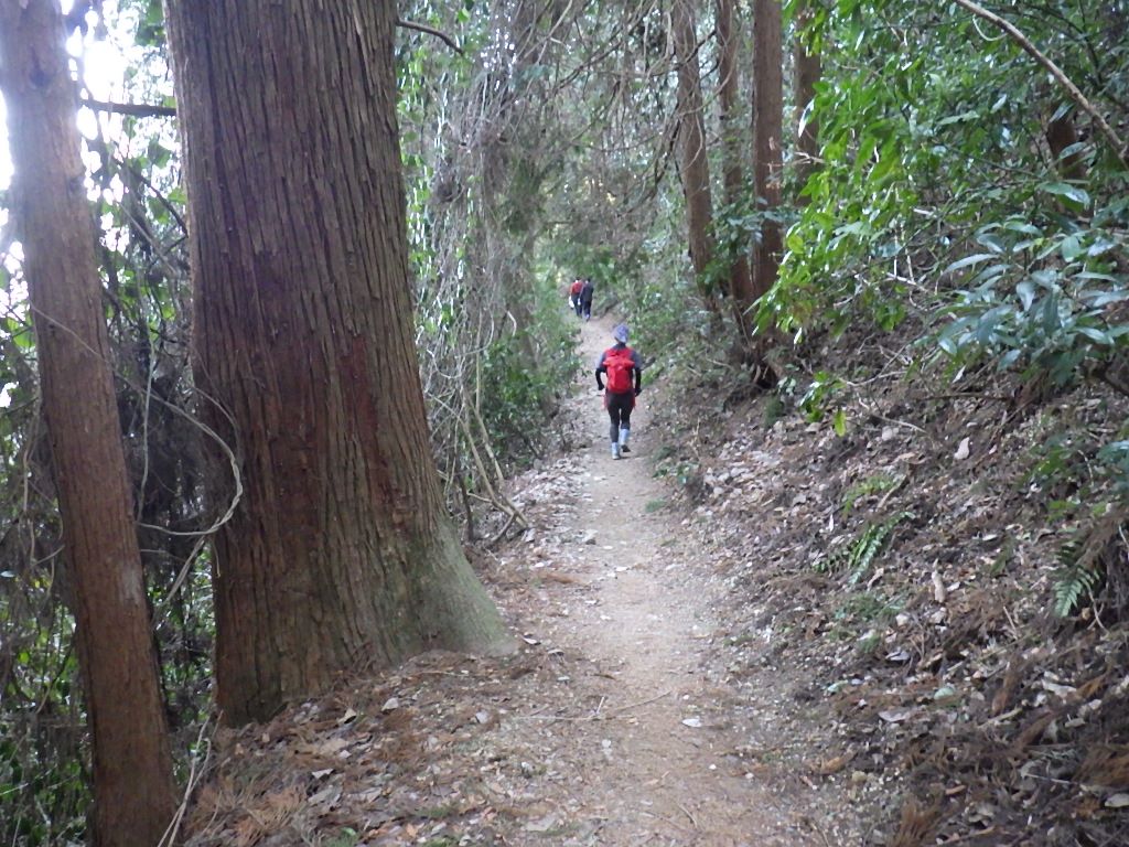 高尾山 南高尾で花粉症が発症 しらちゃん日記