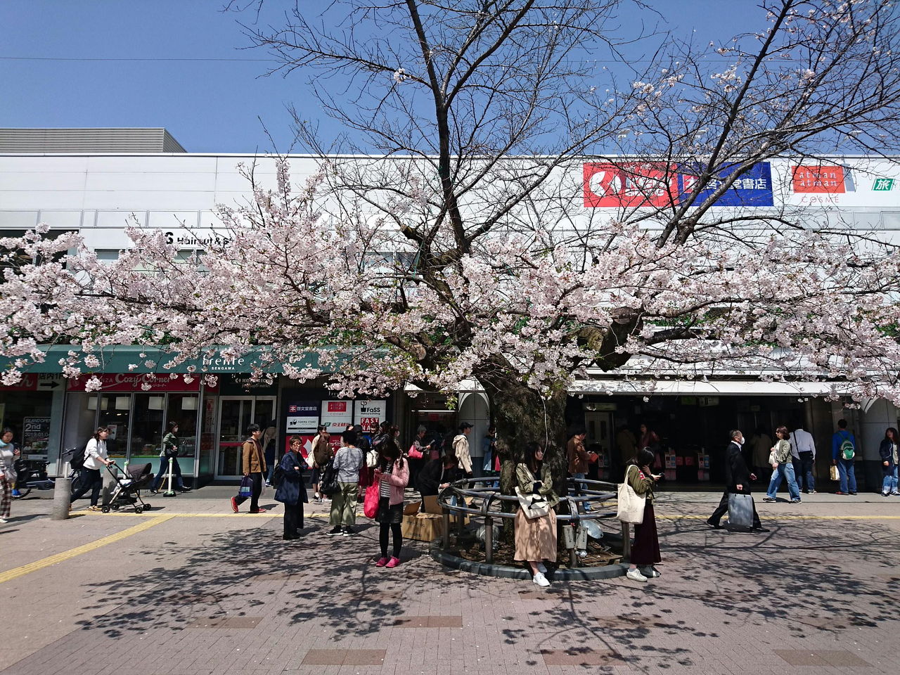しらちゃん日記仙川駅前の桜がちょっと元気がなくなっている。。。コメント