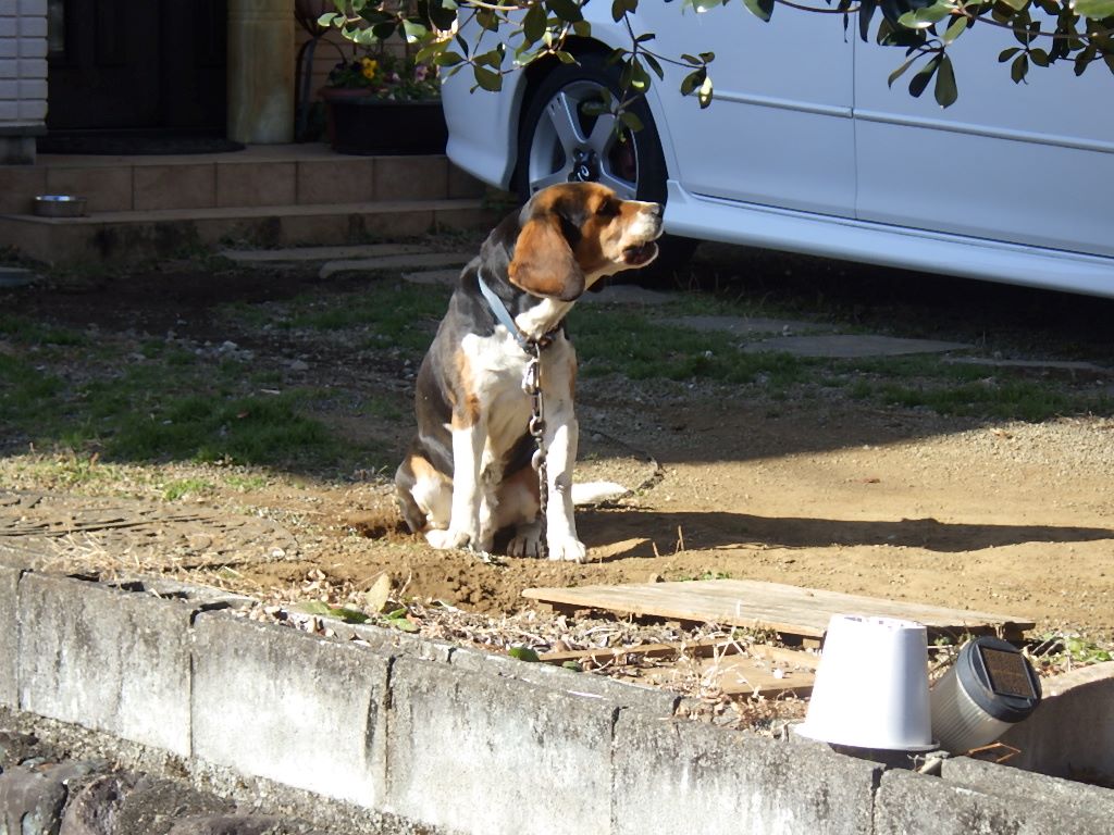 外飼いの犬は珍しい しらちゃん日記