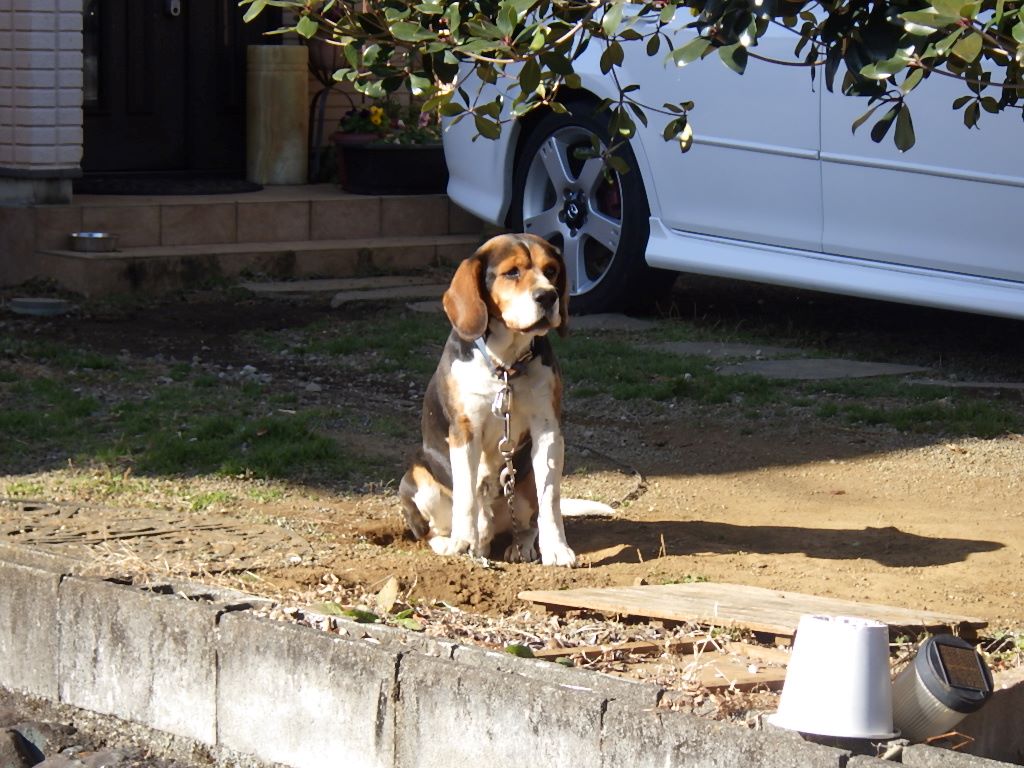 外飼いの犬は珍しい しらちゃん日記