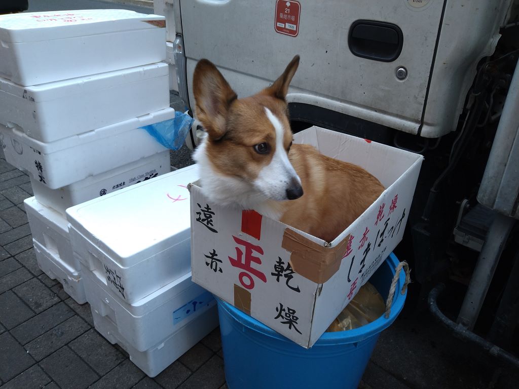 犬だってダンボールが好き しらちゃん日記