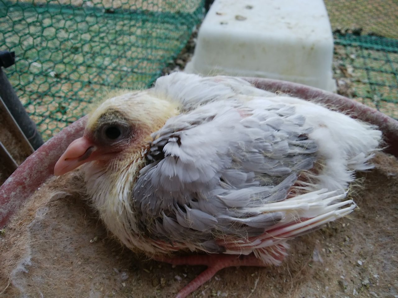 レース鳩の雛 綺麗な雛が産まれました レース鳩 白い鳩でレースに挑戦