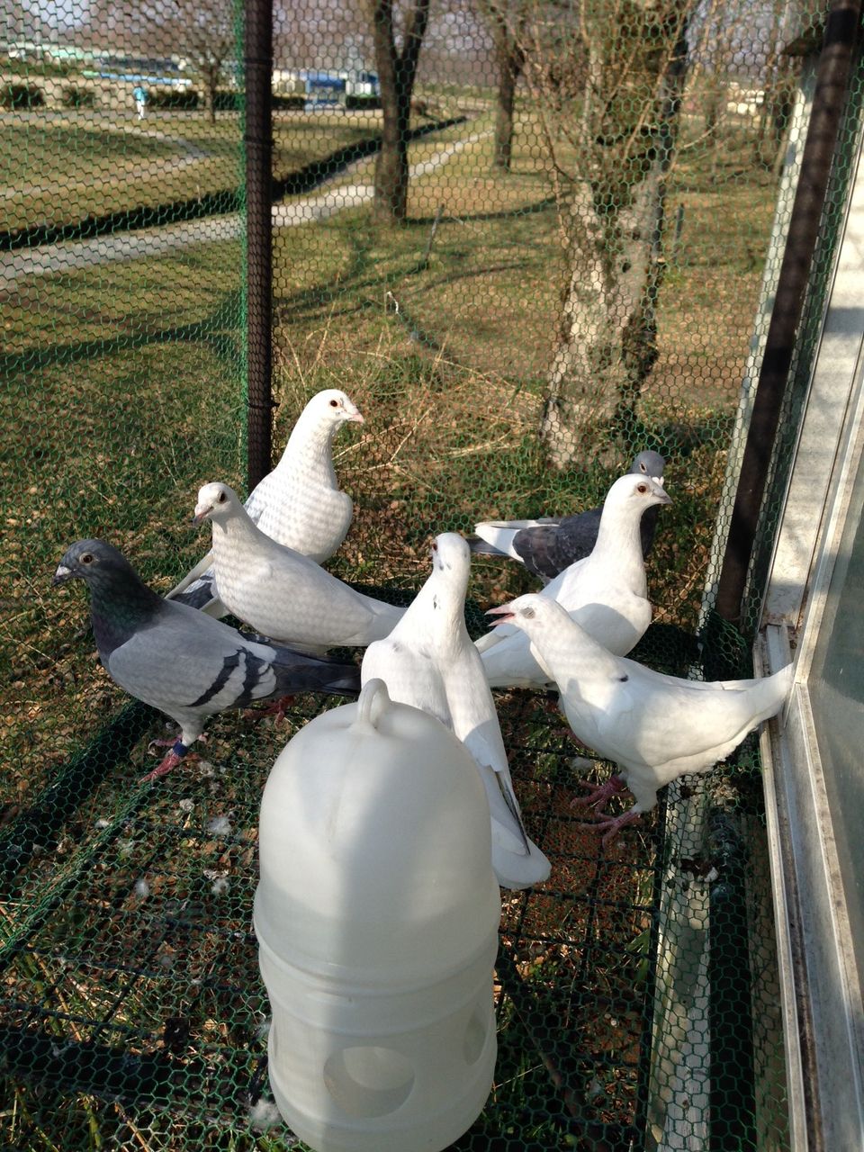 白鳩がgp800k帰ってきました レース鳩 白い鳩でレースに挑戦