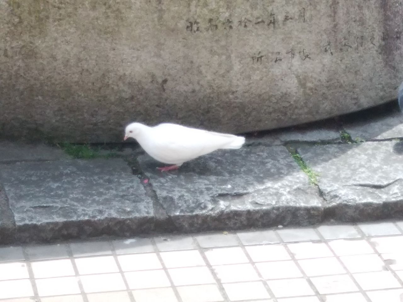 駅前の白い鳩 レース鳩ではなく土鳩 レース鳩 白い鳩でレースに挑戦 駅前の白い鳩 レース鳩ではなく土鳩 レース鳩 白い鳩でレースに挑戦