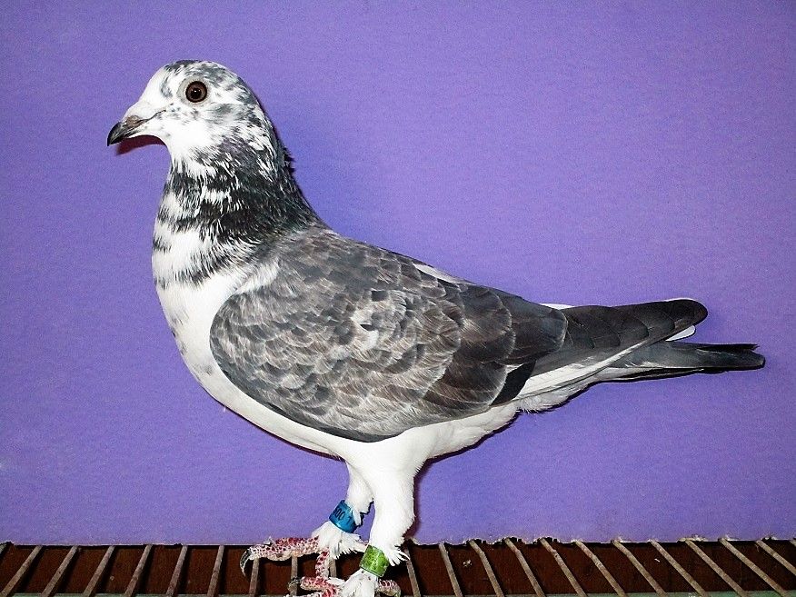 鳩 ブログ レース