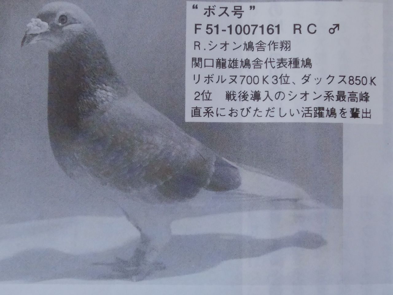 日本鳩レース協会設立の父 関口瀧雄 レース鳩 白い鳩でレースに挑戦
