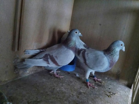 659
