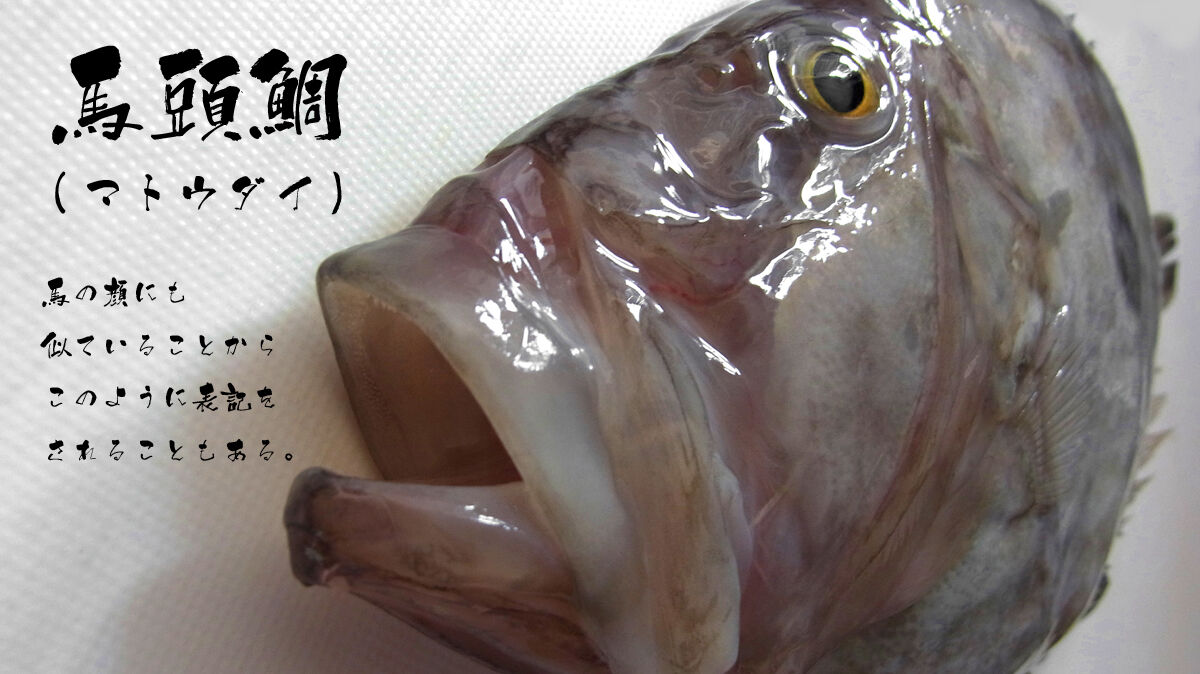 Mikiちゃんと 爺々の料理手帳 マトウダイ